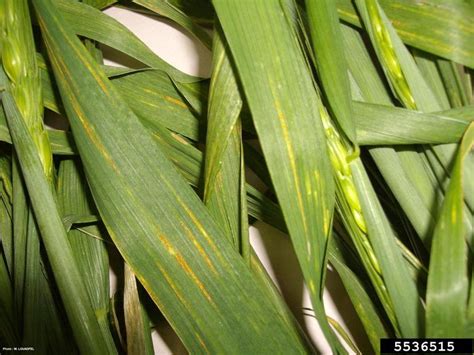 wheat leaf rust (Puccinia recondita)