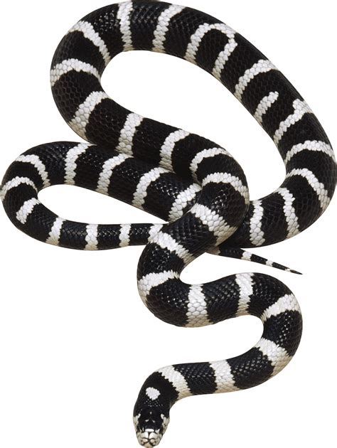 Download Black and White Snake PNG Image for Free