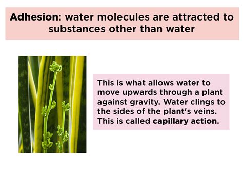 Cohesion and Adhesion (Water) — Properties & Examples - Expii