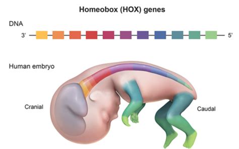 Homeotic Genes