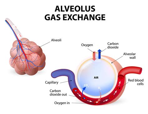 Eli5 - How does our respiratory system work? Specifically, how does the ...