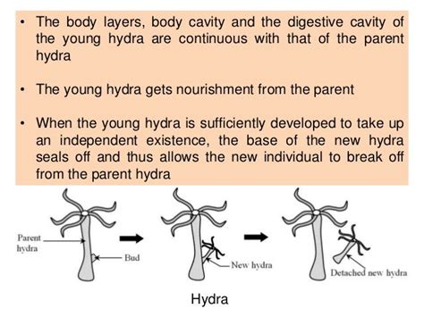 Std10 Ch12-Life-cycle