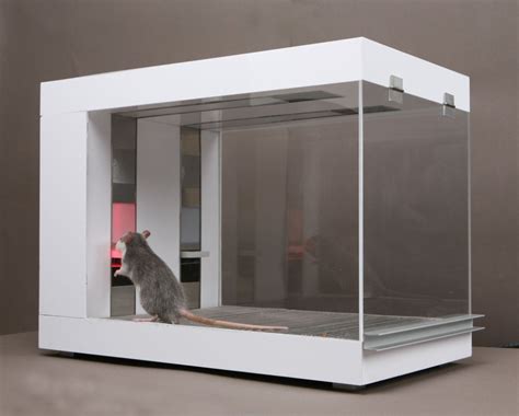 Skinner-box rats trained to predict currency market movements | Boing Boing