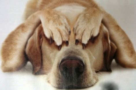 5 Ways to Minimize Fear in Veterinary Patients - Cutting Edge Lasers