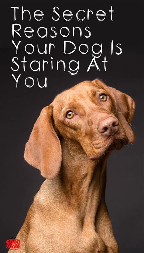 Why Does My Dog Stare at Me? What does it mean? - Good Doggies Online | Dog psychology, Dog ...