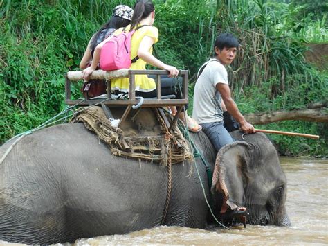 ELEPHANT RIDING CHIANG MAI (2024) All You Need to Know BEFORE You Go ...