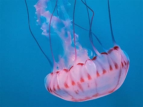 Purple Jellyfish Sting