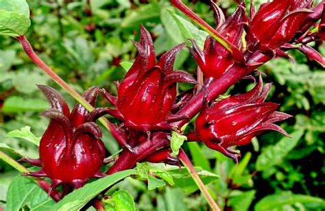 Каркаде, Розелла, Гибискус сабдарифа (Hibiscus sabdariffa)