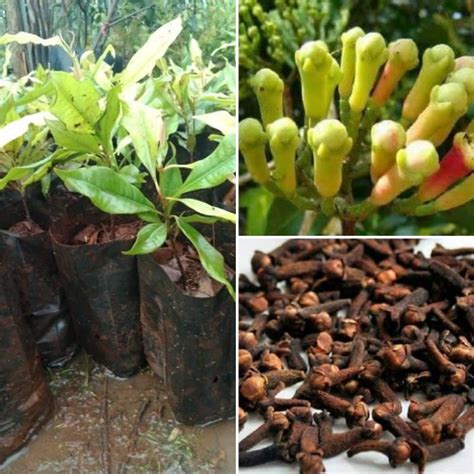 Pokok Cengkih real plant ready Stock | Shopee Malaysia