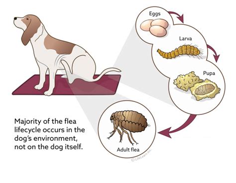 Flea Control in Dogs | VCA Animal Hospital