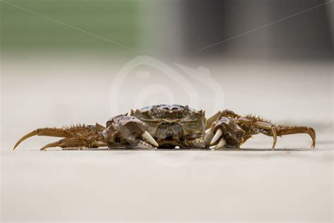 Chinese mitten crab on the floor - Nature Stock Photo Agency