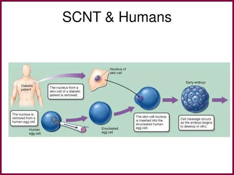 PPT - THE BIOLOGY OF STEM CELLS PowerPoint Presentation, free download - ID:299840