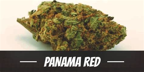 Panama Red Cannabis Strain Information & Review