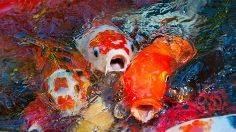 400 Valuable Koi Fish Stolen from Park Pond in Virginia | Koi fish, Koi, Fish