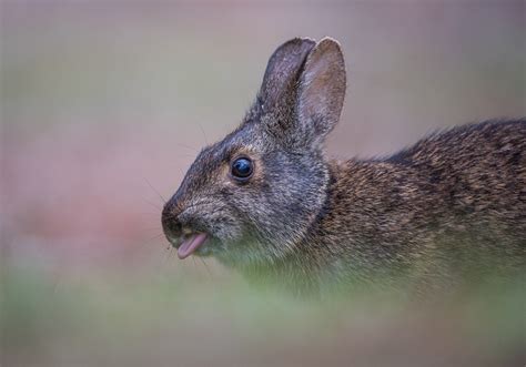 Swamp Rabbit | Sean Crane Photography