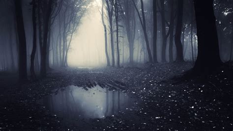 Dark Forest Wallpaper 8K