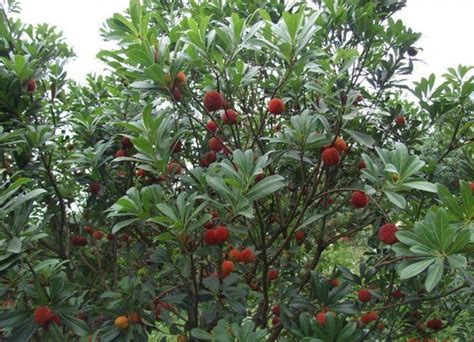 Myrica rubra seeds Yumberry Red Bayberry | ZHONG WEI Horticultural ...