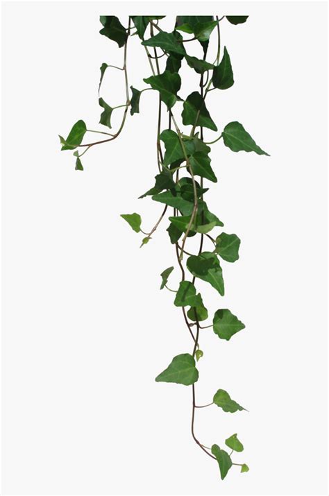 Ivy Leaves Clip Art, HD Png Download - kindpng