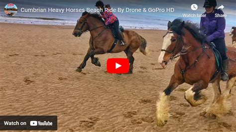 Cumbrian Heavy Horses Beach Ride - Stable Express