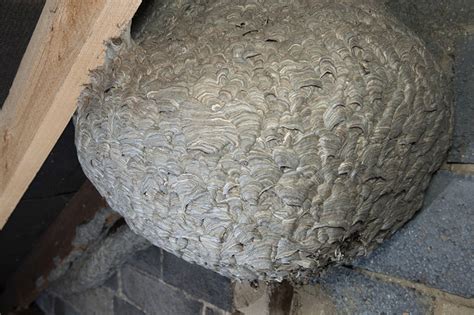 Colossal wasps' nest found in attic is the stuff of nightmares | Mashable