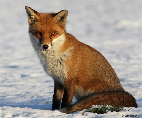 Foxy Fact 1 - Foxes are highly adaptable animals and live in habitats as diverse as tundra ...