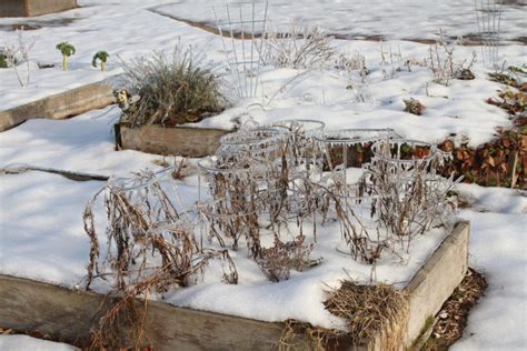 3 Clever Ways To Grow Tomatoes Through Winter - Tomato Bible