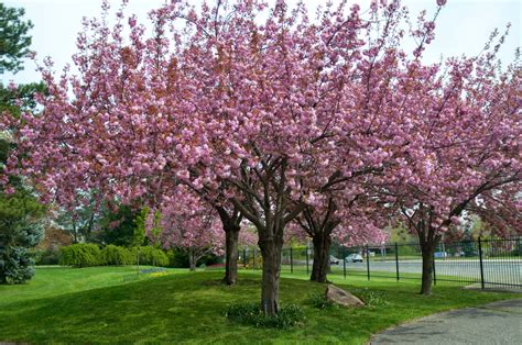 Trees Planet: Prunus serrulata - Japanese Cherry - Cherry Blossom