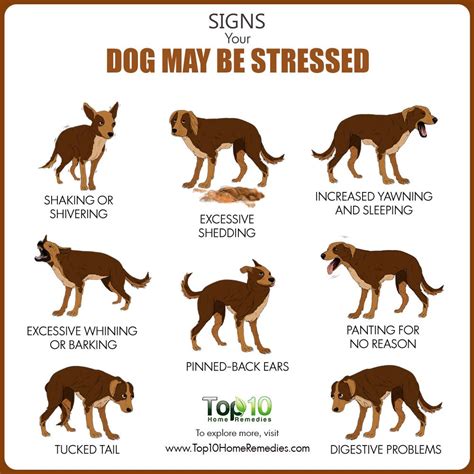 Top 10 Signs Your Dog May Be Stressed | Top 10 Home Remedies