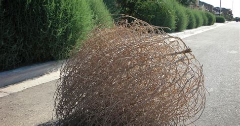 What plant makes a tumbleweed?