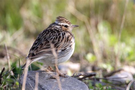 Woodlark - BirdLife Cyprus