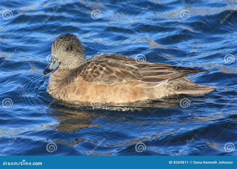 American Wigeon female stock image. Image of migrating - 8269811