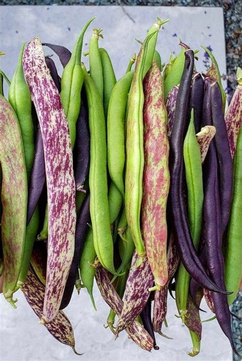 Heirloom Green Bean Pole Seeds 5 Different Varieties | Etsy Canada