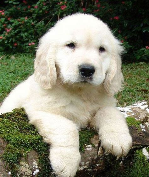 The Truth About English Cream (White) Golden Retrievers - PetHelpful