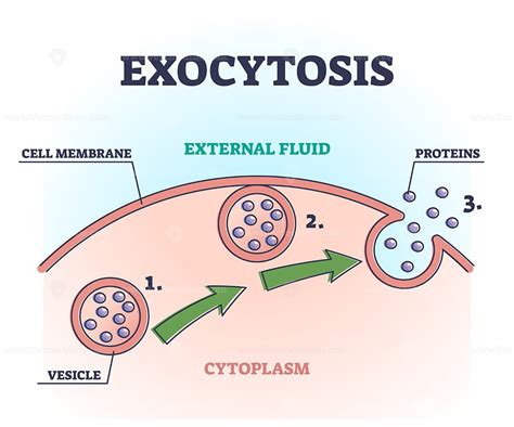 Exocytosis Types Steps And Examples