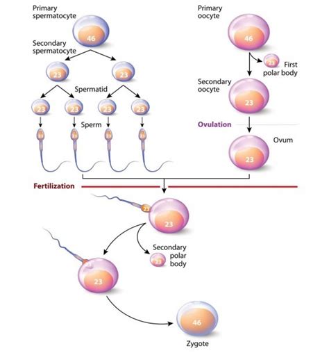 Diploid And Haploid Cells Best Diagram Collection | Free Hot Nude Porn ...