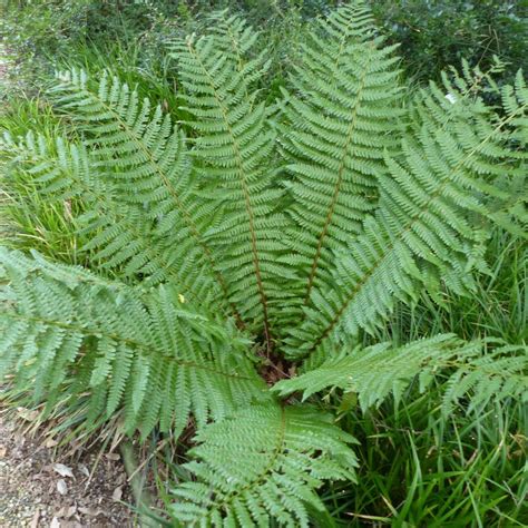 Dryopteris wallichiana - Wallich's Wood Fern - Buckler Fern - Shield Fern - Wood Fern - New York ...