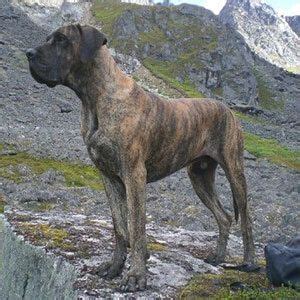 a large brown dog standing on top of a rocky hillside