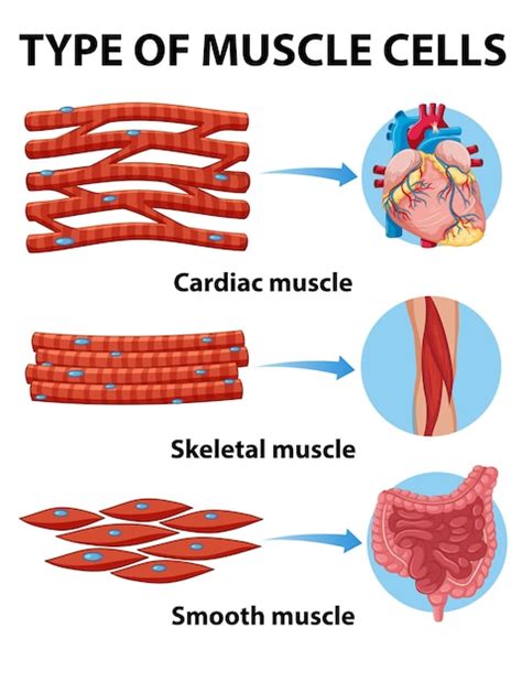 Free Vector | Type of muscle cells