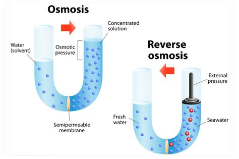 11 Captivating Facts About Osmosis - Facts.net