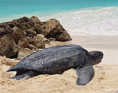 Leatherback Sea Turtle Nesting Event Spotted on Aruba’s Shore | VisitAruba News