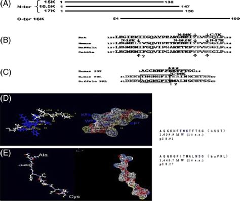 CD and thrombin cleavage site in the primary sequences of rat, human ...