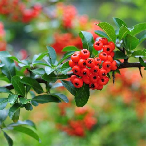 Growing Pyracantha (Firethorn) | ThriftyFun