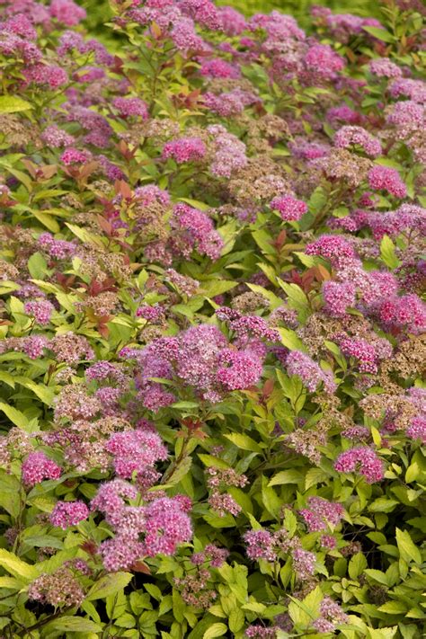 Spirea Magic Carpet Pruning - Carpet Vidalondon