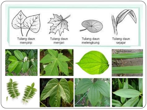 Gambar Tulang Daun Sejajar – serat