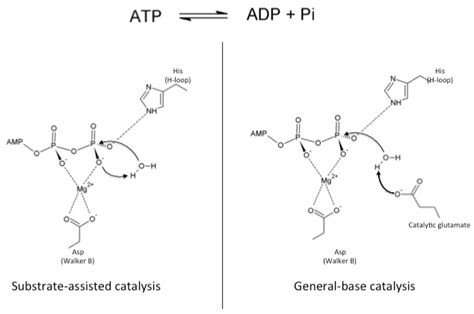 Schematic of the two mechanisms of ATP hydrolysis.