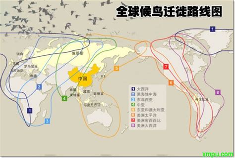 最新世界候鸟迁徙路线图 - 常州野鸟会