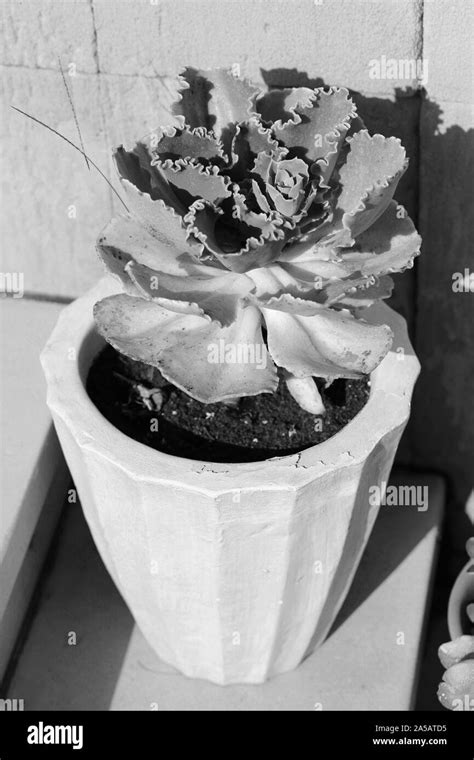 Houseplant Black and White Stock Photos & Images - Alamy