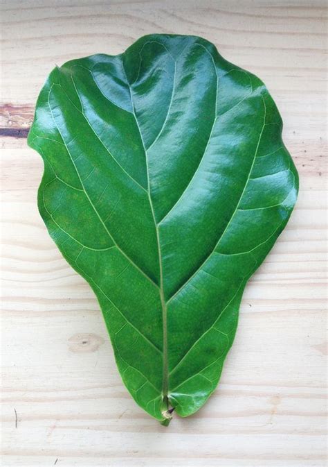 5 Fiddle Leaf Fig Facts – Plantify - Urban Plantery