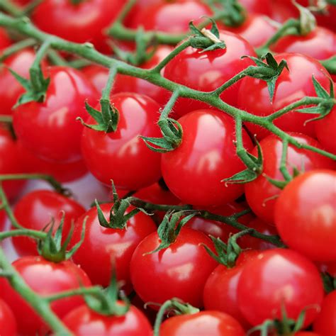 Sweet 100 Tomato Plant– Two Plants | Clovers Garden