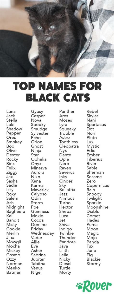 We've rounded up the top names for black cats and kittens. #prettycats | Schattige dieren ...